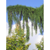 SEQUOIADENDRON giganteum PENDULUM