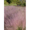 MUHLENBERGIA capillaris