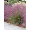 MUHLENBERGIA capillaris