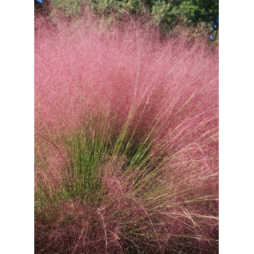 MUHLENBERGIA capillaris