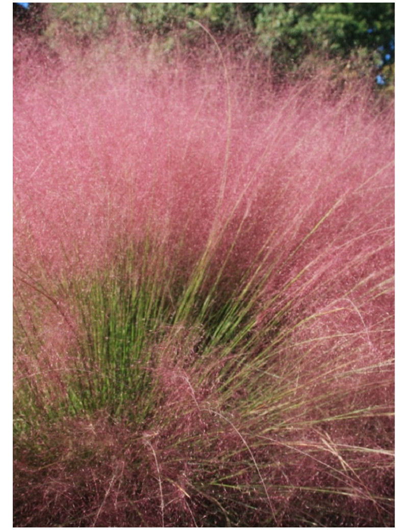 MUHLENBERGIA capillaris