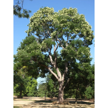 SOPHORA japonica