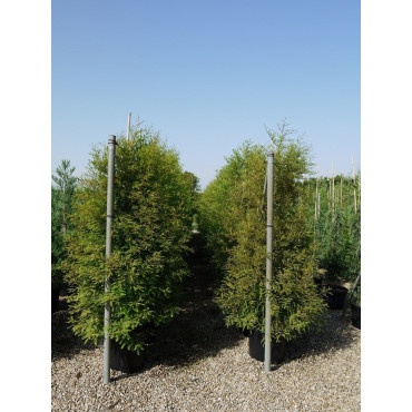 TAXODIUM distichum En pot de 35-50 litres