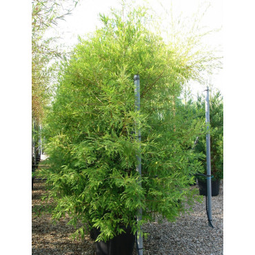 TAXODIUM distichum En pot de 70-90 litres