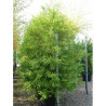 TAXODIUM distichum En pot de 70-90 litres