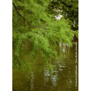 TAXODIUM distichum