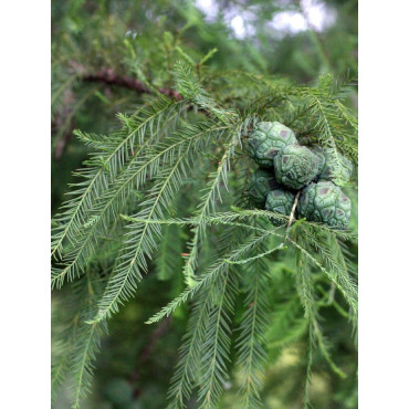 TAXODIUM distichum