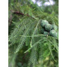 TAXODIUM distichum