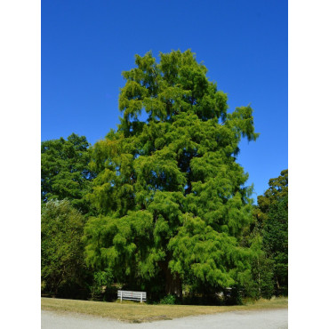 TAXODIUM distichum