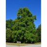 TAXODIUM distichum