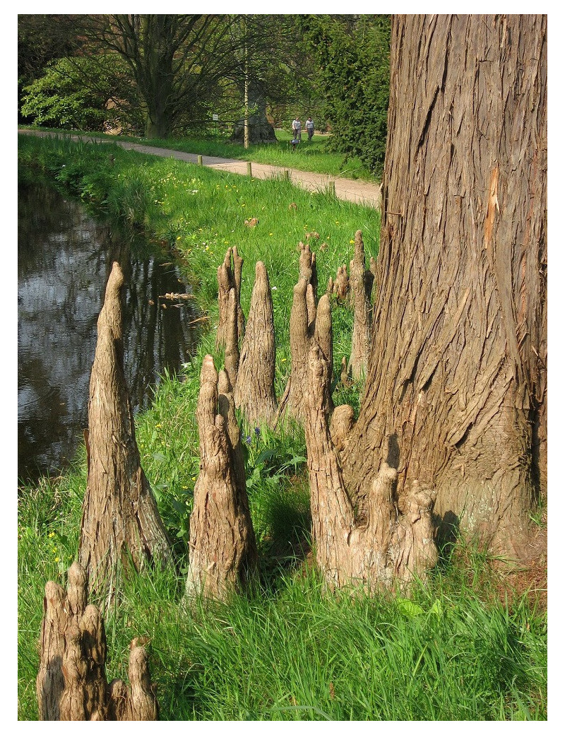 TAXODIUM distichum