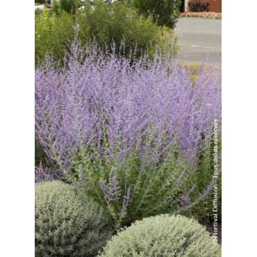 PEROVSKIA atriplicifolia BLUE SPIRE