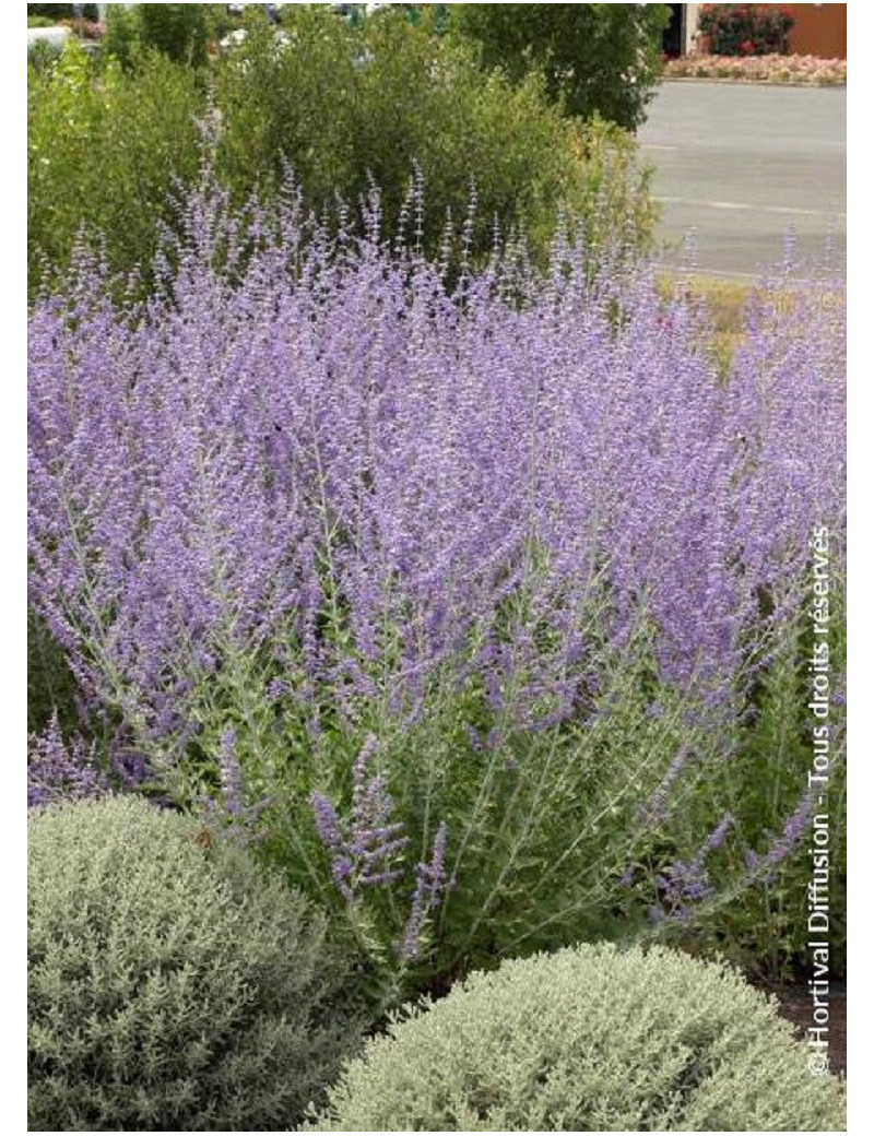 PEROVSKIA atriplicifolia BLUE SPIRE