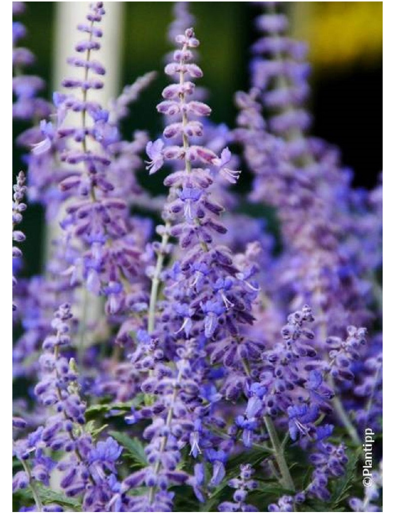 PEROVSKIA atriplicifolia LACEY BLUE