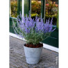 PEROVSKIA atriplicifolia LACEY BLUE