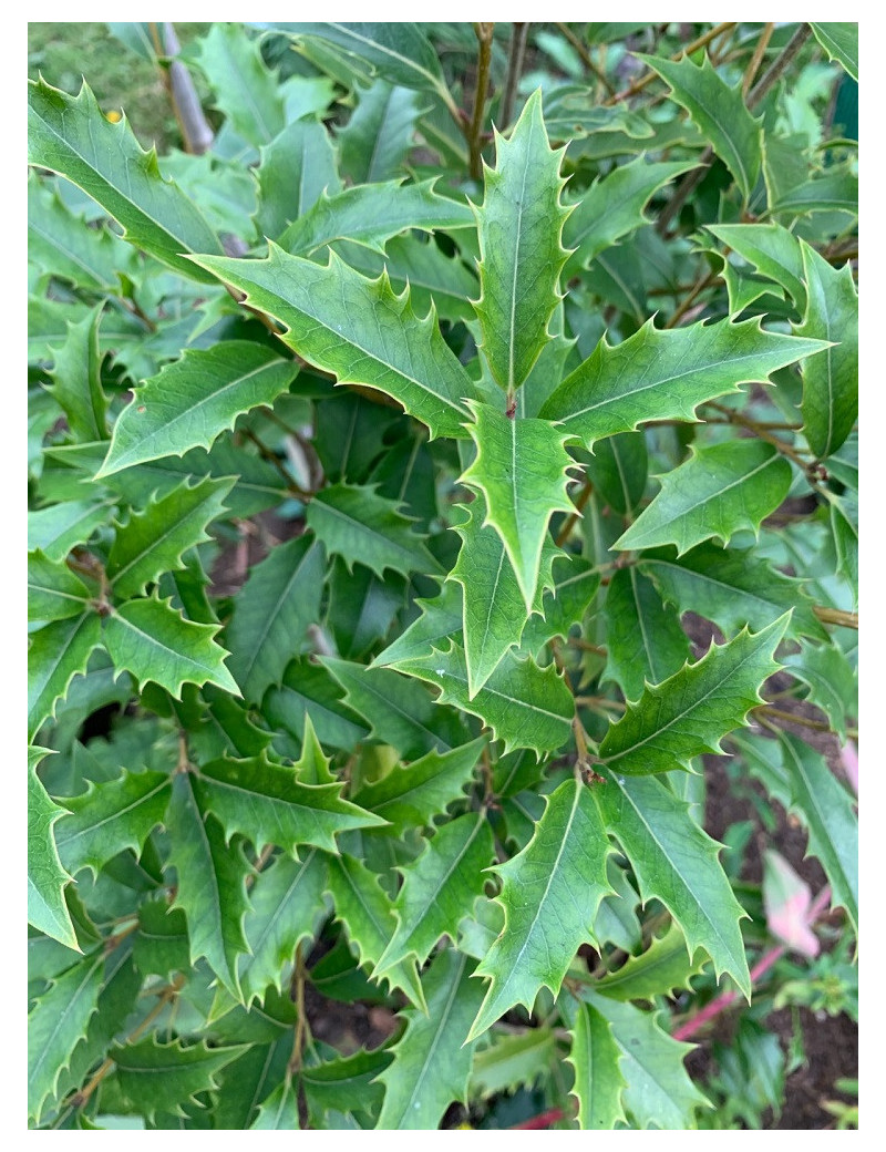 OSMANTHUS armatus