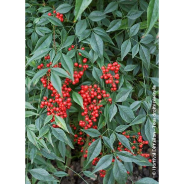 NANDINA domestica