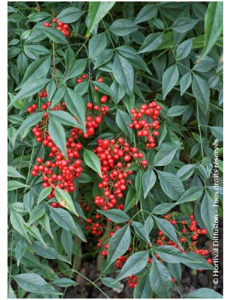 NANDINA domestica