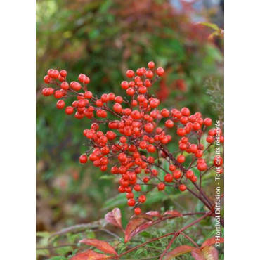 NANDINA domestica