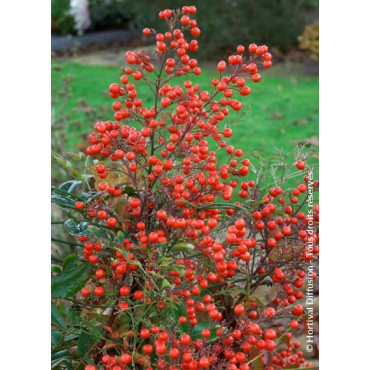 NANDINA domestica