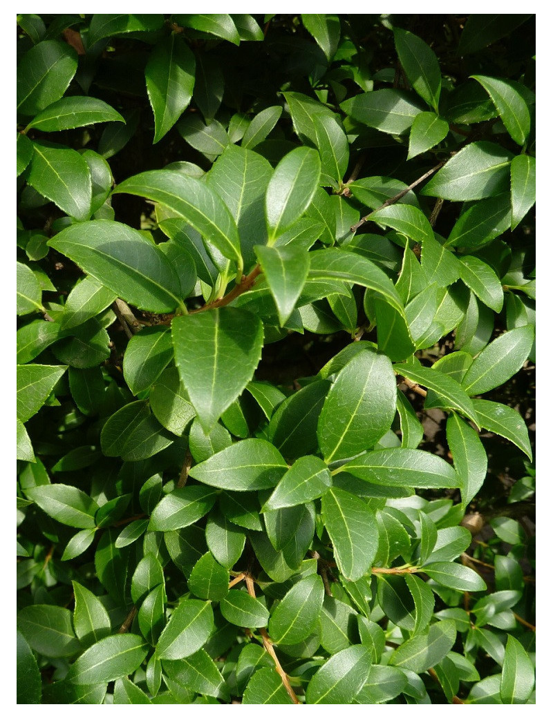 OSMANTHUS burkwoodii