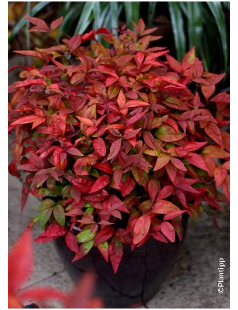 NANDINA domestica BLUSH PINK