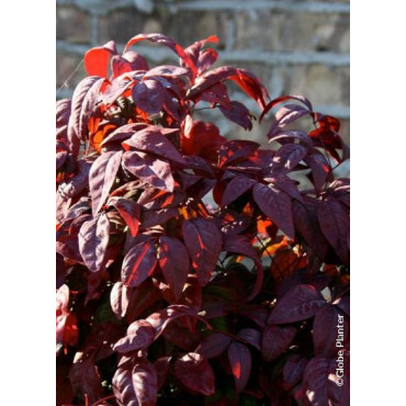 NANDINA domestica BLUSH PINK