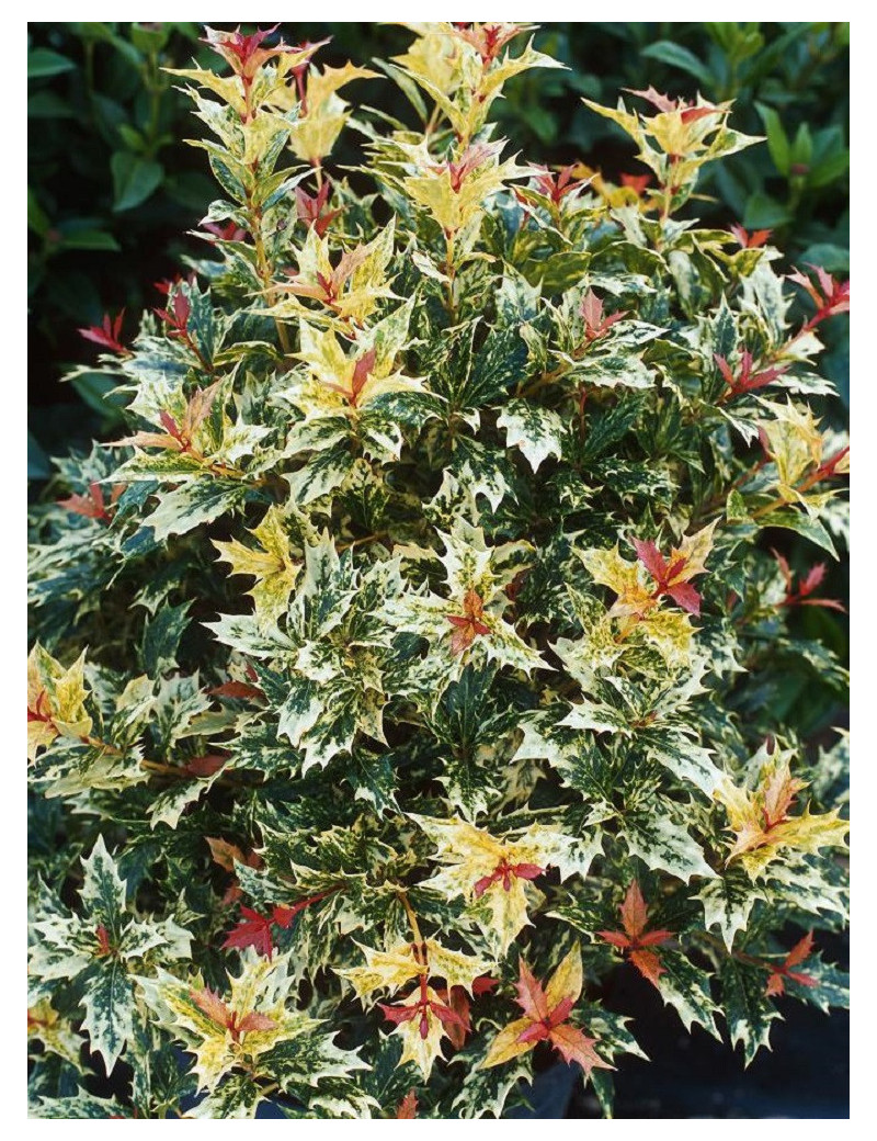 OSMANTHUS heterophyllus TRICOLOR ou GOSHIKI