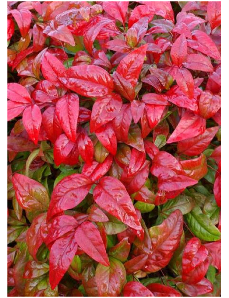 NANDINA domestica FIRE POWER