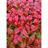 NANDINA domestica FIRE POWER