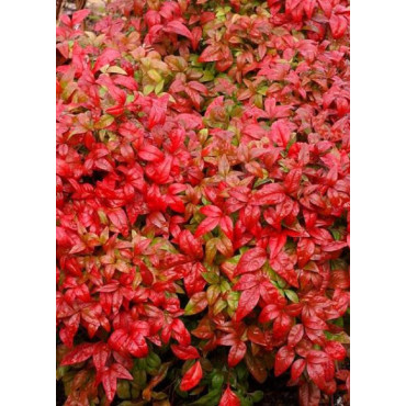 NANDINA domestica FIRE POWER