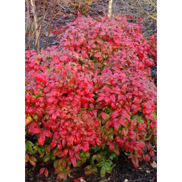 NANDINA domestica FIRE POWER