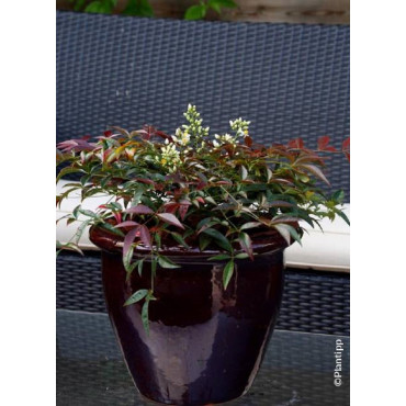 NANDINA domestica FLIRT