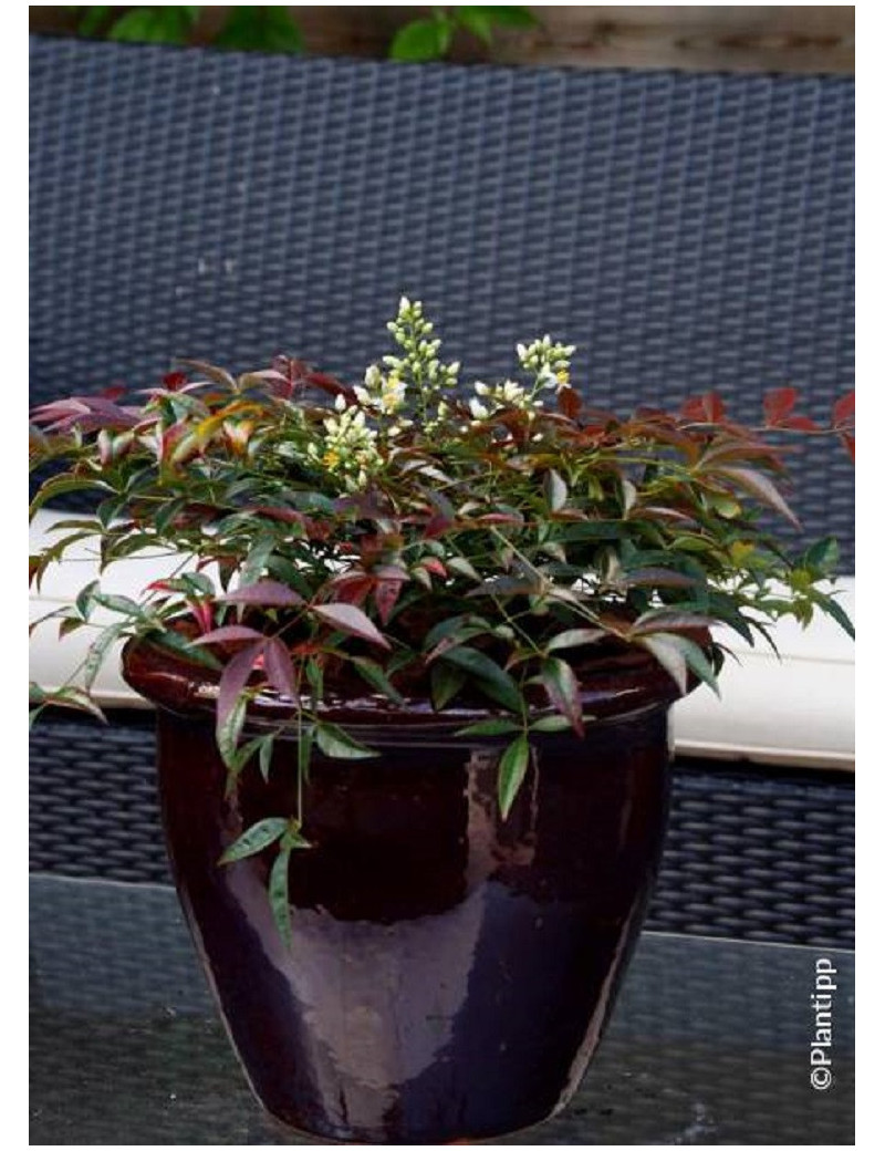 NANDINA domestica FLIRT