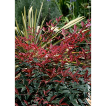 NANDINA domestica FLIRT