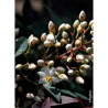 NANDINA domestica FLIRT