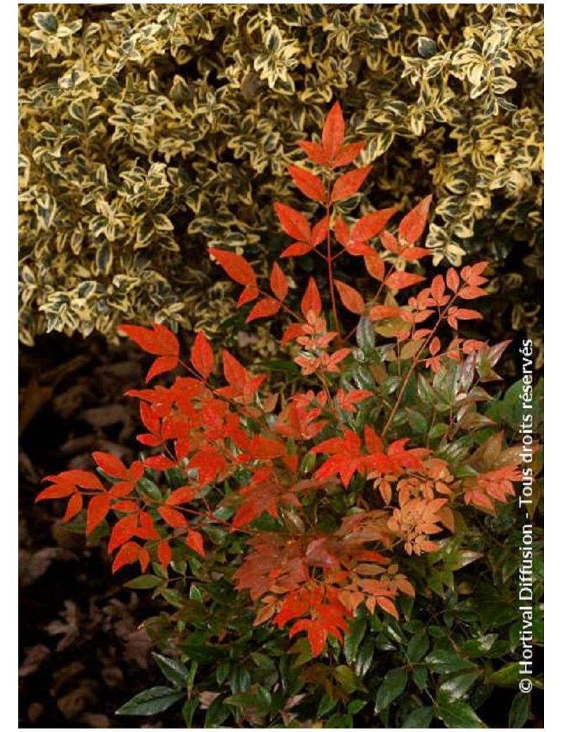 NANDINA domestica GULF STREAM