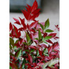 NANDINA domestica OBSESSED