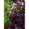 PHYSOCARPUS opulifolius ALL BLACK