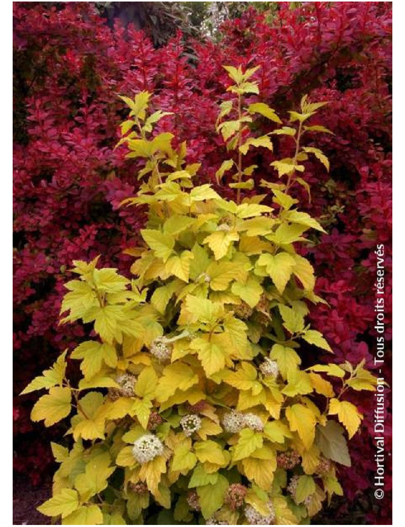 PHYSOCARPUS opulifolius ANGEL GOLD