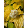 PHYSOCARPUS opulifolius ANGEL GOLD