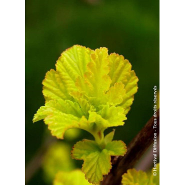 PHYSOCARPUS opulifolius ANGEL GOLD