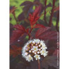 PHYSOCARPUS opulifolius DIABLE D'OR