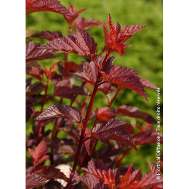 PHYSOCARPUS opulifolius DIABLE D'OR