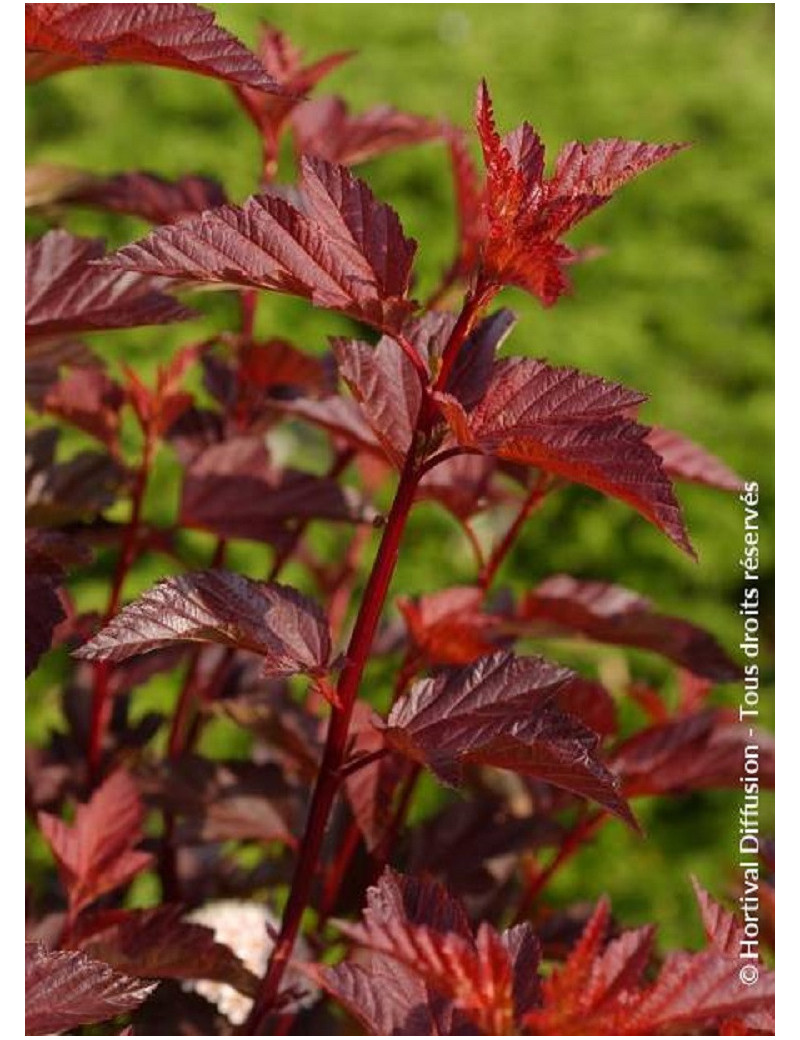 PHYSOCARPUS opulifolius DIABLE D'OR