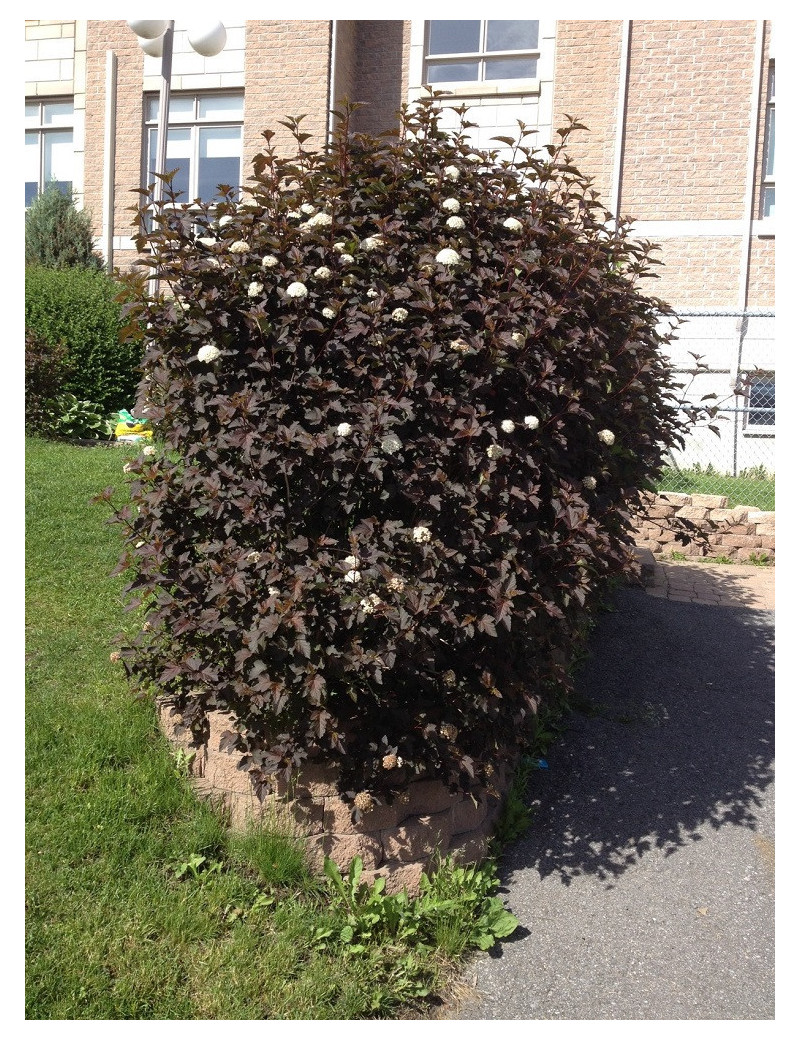 PHYSOCARPUS opulifolius DIABOLO