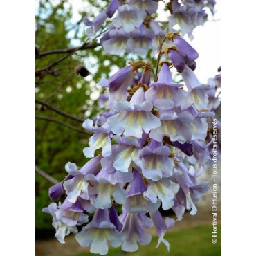 PAULOWNIA fortunei FAST BLUE