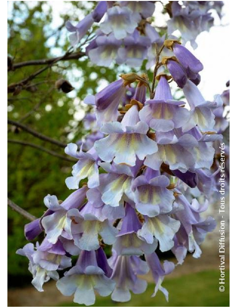 PAULOWNIA fortunei FAST BLUE