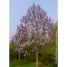 PAULOWNIA fortunei FAST BLUE