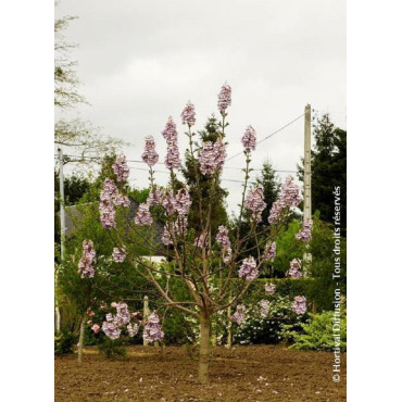 PAULOWNIA fortunei FAST BLUE